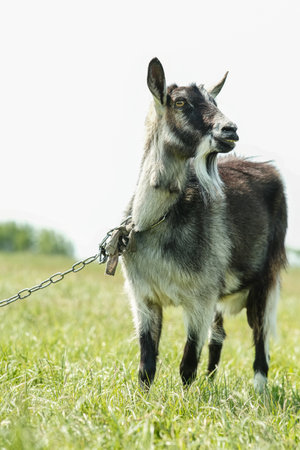 Gray spotted hornless goat. The goat grazes on the green grass. Goat close-up.の写真素材