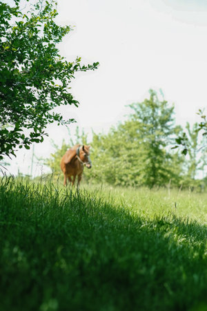 Bushes and a lawn, a red horse is out of focus in the background.の写真素材