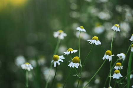 Flowering. Chamomile. Blooming chamomile fieldの写真素材