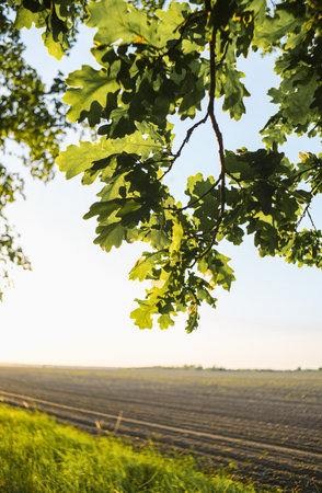 Close-up of oak leaves and a blurry crop field in the distance.の写真素材