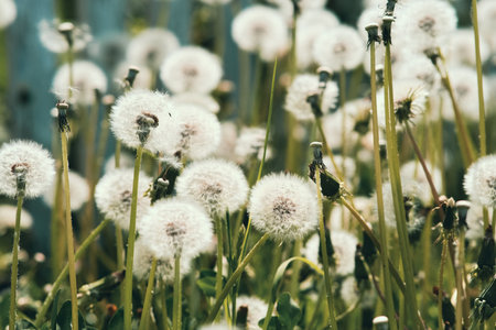 Overripe dandelions close up.の写真素材