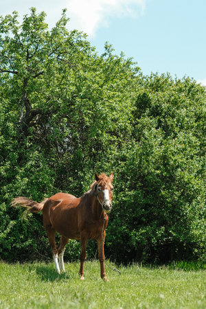 A red horse grazes on a green lawn, against the background of bushes and trees.の写真素材