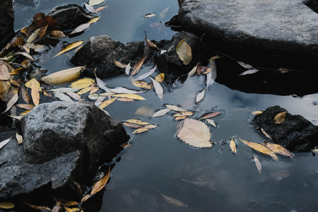 Tranquil Reflections on Water Featuring Beautiful Fall Leaves, Rocks, and Scenic Natural Beautyの写真素材
