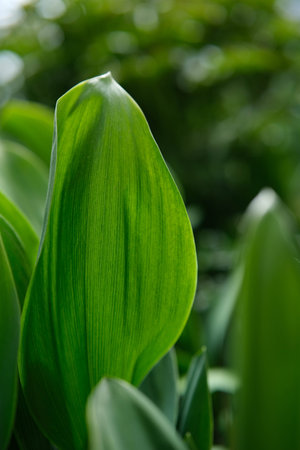 Vibrant green leaf with detailed venation, backlit by soft natural light, showcasing organic beauty.の写真素材