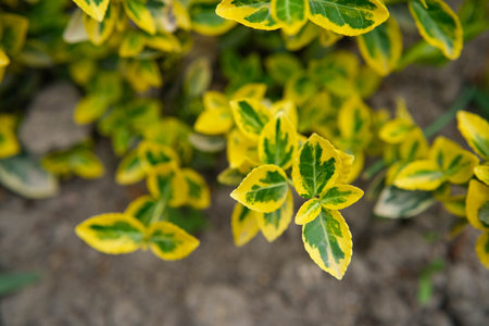 Vibrant variegated green and yellow leaves of a shrub in natural light.の写真素材