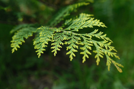 Fresh green foliage of a vibrant cedar branch in natural light.