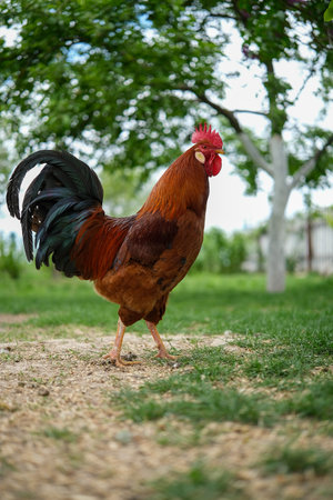 Majestic red rooster with vibrant plumage stands proudly in a natural setting.の写真素材