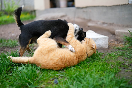 A small black dog and a ginger cat are playfully wrestling on a patch of green grass outdoors.の写真素材