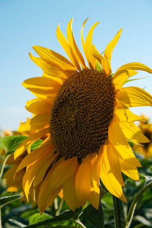 Vibrant sunflower head basking in sunlight against a clear blue sky, showcasing its rich seeds and bright petals.の写真素材