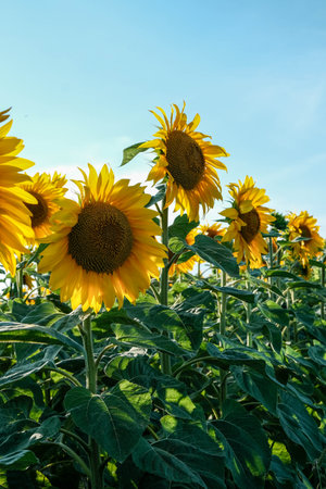 Vast field of sunflowers stretching towards a clear blue sky on a bright summer day.の写真素材