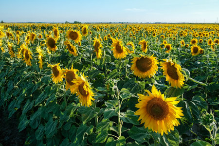 Vast field of sunflowers stretching towards a clear blue sky on a bright summer day.の写真素材