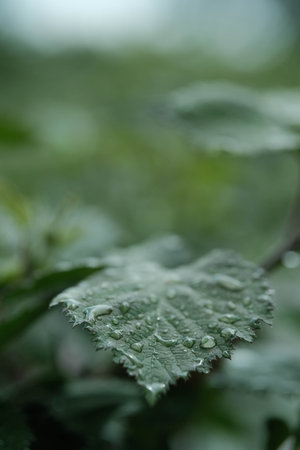 Close-up of a vibrant green leaf covered in shimmering water droplets, with a soft, blurred background.の写真素材
