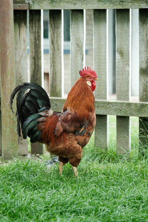 Vibrant rooster with reddish-brown plumage and a striking red comb stands in green grass by a fence.の写真素材
