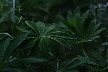 Lush Green Leaves Displaying Vibrant Beauty in Natures Abundant and Serene Environmentの写真素材