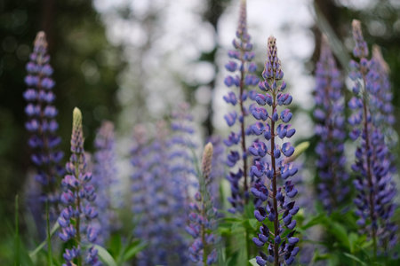 Stunning Blue Lupine Flowers in Beautiful and Colorful Bloom, Showcasing Natures Splendorの写真素材