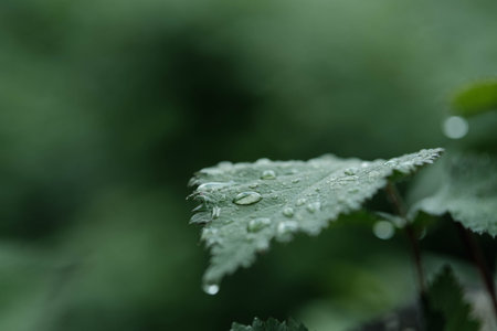 Close-up of a vibrant green leaf covered in shimmering water droplets, with a soft, blurred...
