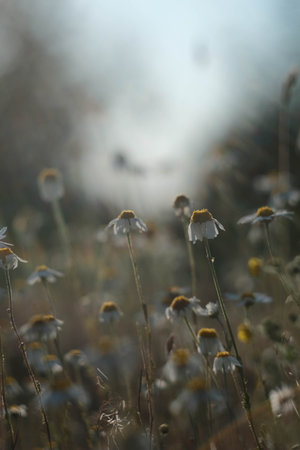 Serene Wildflowers in Soft Focus Amidst a Beautiful and Dreamy Landscape Setting