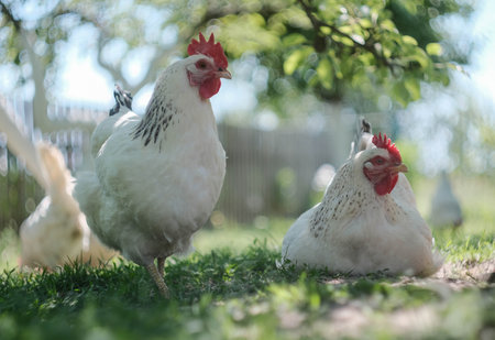 Chickens happily foraging in a beautifully sunlit garden full of vibrant flowers and greenery