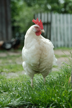 A white chicken with a bright red comb stands attentively on green grass in a rural setting.の写真素材