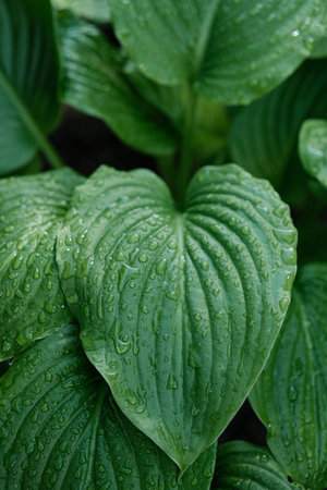 Vivid green leaves of a Hosta plant covered in fresh water droplets, showing detailed texture.