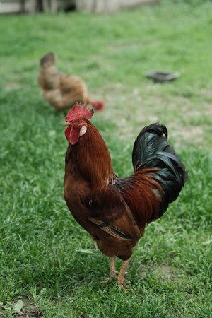 A regal brown rooster with a vibrant red comb and wattles stands prominently in green grass.の写真素材