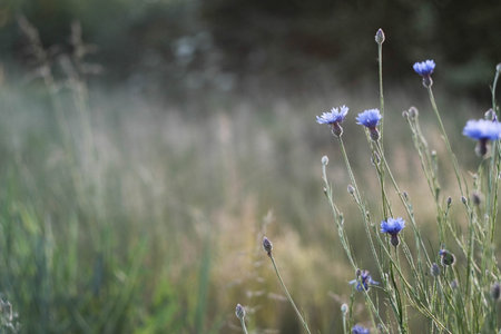 Stunning and Beautiful Blue Wildflowers Flourishing in a Serene and Peaceful Fieldの写真素材