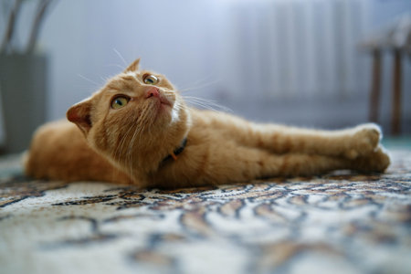 Curious ginger cat with bright eyes looking upwards while stretched out on a patterned rug indoors.の写真素材