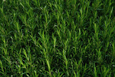 Close-up of a dense patch of green, needle-like foliage, possibly tarragon.