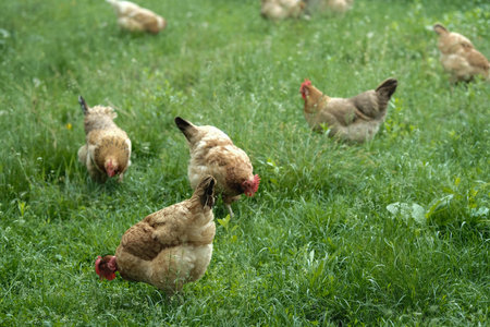 A group of chickens with brown and beige feathers freely roam and forage in lush green grass.の写真素材