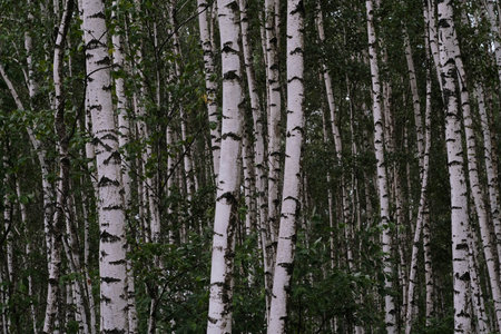 A Serene Birch Forest Landscape featuring Lush Greenery and a calm, peaceful atmosphereの写真素材