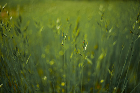 A field of green grass with prominent seed heads in the foreground and a softly blurred background.