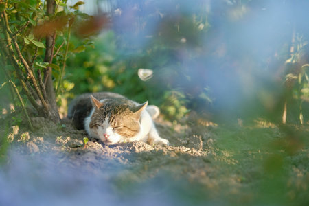 A content tabby cat napping in a garden, bathed in warm sunlight.の写真素材