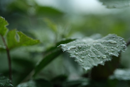 Close-up of a vibrant green leaf covered in shimmering water droplets, with a soft, blurred background.の写真素材