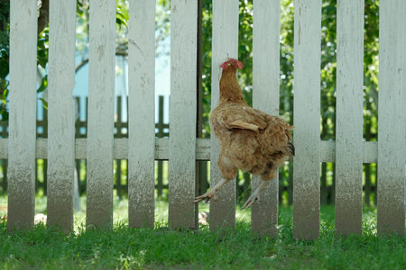 A brown chicken attempting to jump over a weathered white picket fence on a sunny day.の写真素材