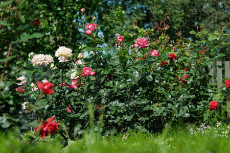 Assorted roses in red, pink, and white bloom vibrantly in a lush green garden setting.の写真素材