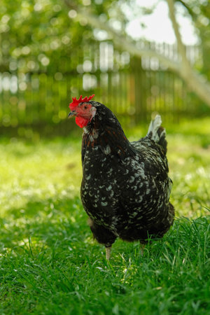 Black speckled chicken with red comb and wattle stands on lush green grass in soft sunlight.の写真素材