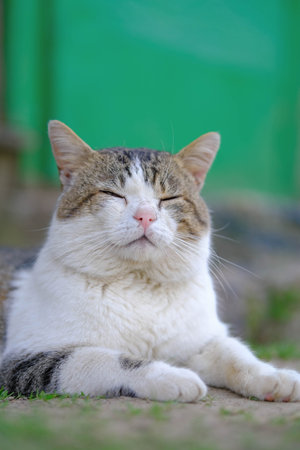 A serene tabby cat with closed eyes, resting peacefully outdoors against a green background.の写真素材