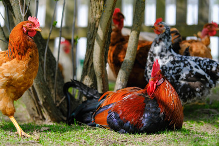 Chickens of various breeds freely roam a lush, green grassy area near a wooden fence.の写真素材