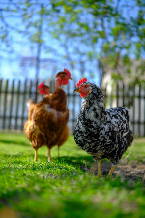 Chickens, including a black and white mottled hen, roam freely on vibrant green grass in a sunlit yard.の写真素材