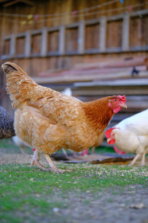 A brown hen walks on green grass near a rustic wooden barn, with other chickens in the background.の写真素材