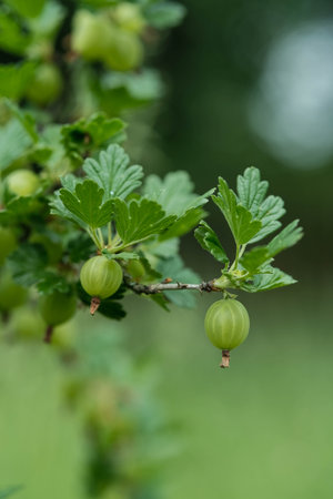Vibrant green gooseberries ripen on a branch, framed by lush foliage and a soft, natural background.の写真素材
