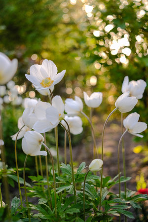Delicate white Anemone flowers blooming under warm sunlight with a gentle bokeh background.の写真素材