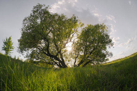 Majestic trees with sun rays piercing through their canopy, framed by lush green grass.