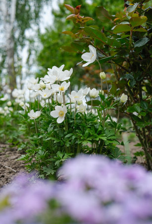 Elegant white anemone flowers bloom gracefully in a garden setting.の写真素材