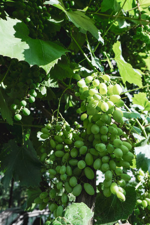 Lush green grapevines heavy with ripening clusters of grapes, bathed in natural sunlight.の写真素材