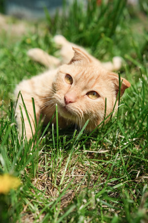An adorable ginger cat with striking amber eyes lies playfully in tall green grass.の写真素材