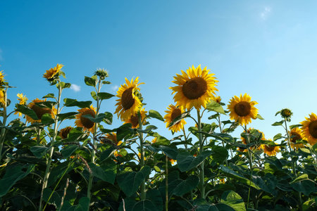 Vast field of sunflowers stretching towards a clear blue sky on a bright summer day.の写真素材
