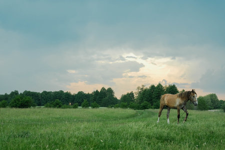 A majestic brown horse grazes in a vibrant green pasture near a dense forest under a soft, cloudy sky.の写真素材