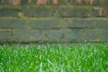 Vibrant green grass dominates the foreground with a blurred brick wall and concrete foundation behind.の写真素材