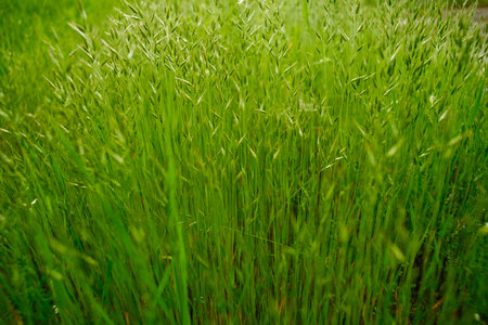 A field of green grass with prominent seed heads in the foreground and a softly blurred background.の写真素材
